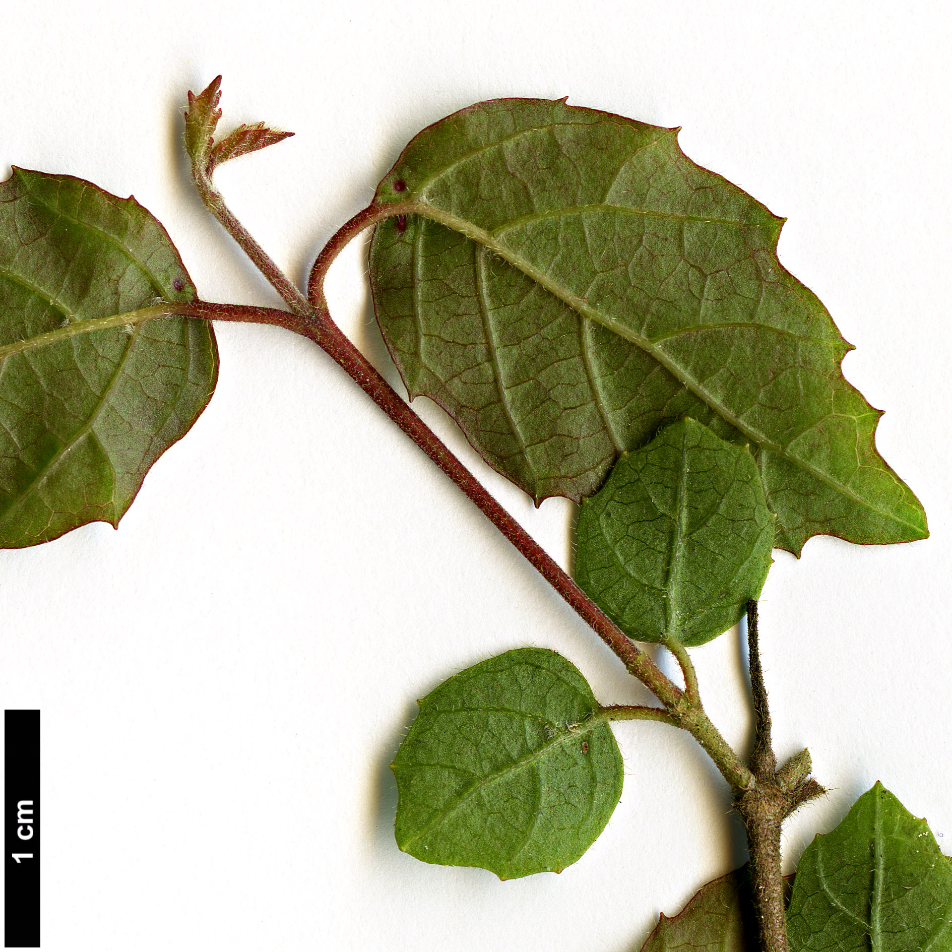 High resolution image: Family: Adoxaceae - Genus: Viburnum - Taxon: luzonicum